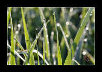 blumen-grashalm.jpg (85390 Byte)