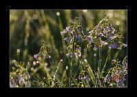 blumen-morgentau.jpg (100917 Byte)