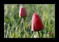 blumen-rose.jpg (122671 Byte)