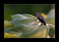 insekt-fliege2.jpg (117697 Byte)
