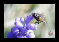 insekt-fliege3.jpg (97448 Byte)