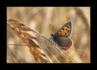 insekt-schmetterling2.jpg (90550 Byte)