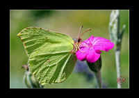 insekt-schmetterling.jpg (165625 Byte)