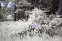 ir-wald.jpg (116044 Byte)